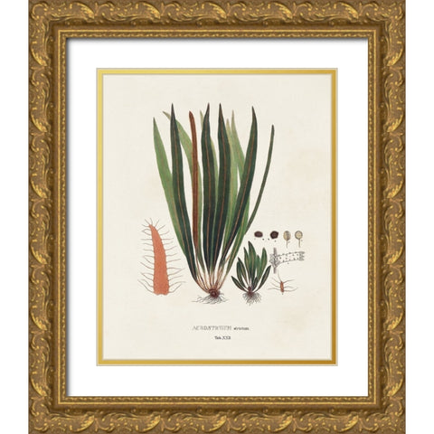 Botanical Society Ferns V Gold Ornate Wood Framed Art Print with Double Matting by Vision Studio