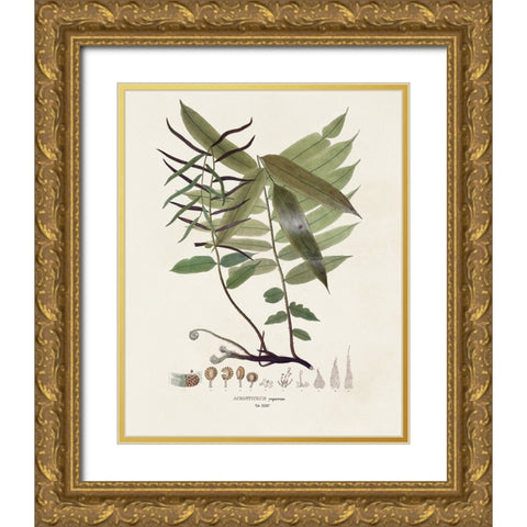 Botanical Society Ferns VI Gold Ornate Wood Framed Art Print with Double Matting by Vision Studio