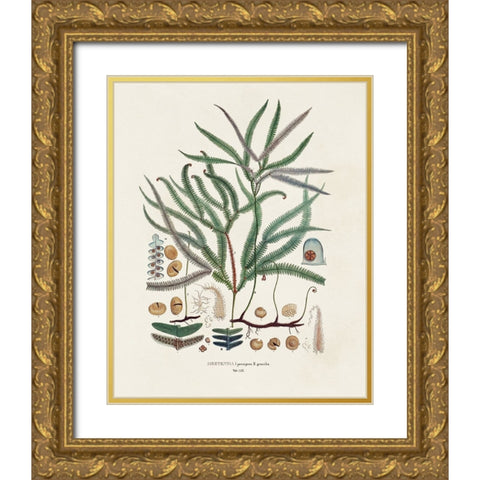 Botanical Society Ferns VII Gold Ornate Wood Framed Art Print with Double Matting by Vision Studio