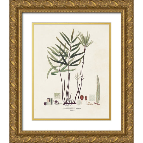 Botanical Society Ferns XI Gold Ornate Wood Framed Art Print with Double Matting by Vision Studio