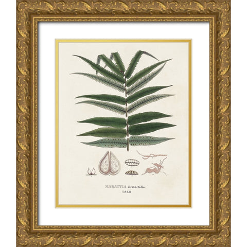 Botanical Society Ferns XII Gold Ornate Wood Framed Art Print with Double Matting by Vision Studio