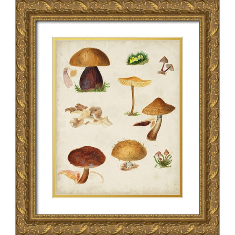 Mushroom Species II Gold Ornate Wood Framed Art Print with Double Matting by Vision Studio