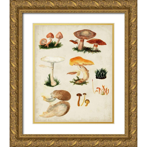 Mushroom Species IV Gold Ornate Wood Framed Art Print with Double Matting by Vision Studio