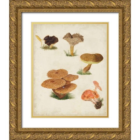 Mushroom Species V Gold Ornate Wood Framed Art Print with Double Matting by Vision Studio