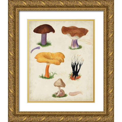 Mushroom Species VII Gold Ornate Wood Framed Art Print with Double Matting by Vision Studio