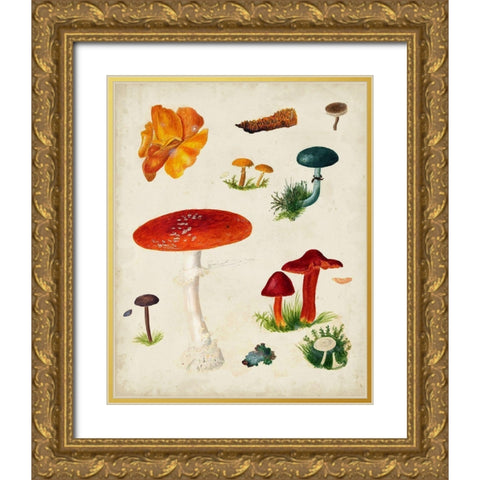 Mushroom Species VIII Gold Ornate Wood Framed Art Print with Double Matting by Vision Studio