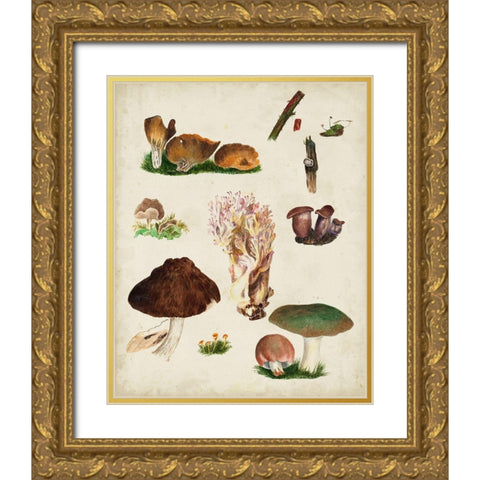 Mushroom Species IX Gold Ornate Wood Framed Art Print with Double Matting by Vision Studio