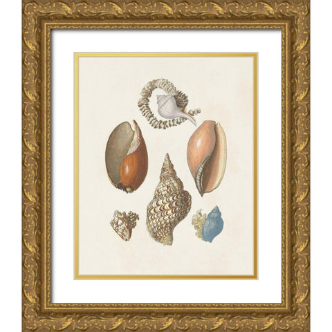 Knorr Shells And Coral I Gold Ornate Wood Framed Art Print with Double Matting by Knorr