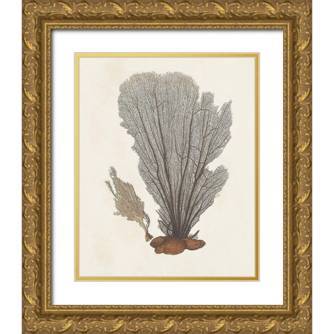 Knorr Shells And Coral III Gold Ornate Wood Framed Art Print with Double Matting by Knorr