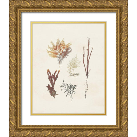 Knorr Shells And Coral VII Gold Ornate Wood Framed Art Print with Double Matting by Knorr