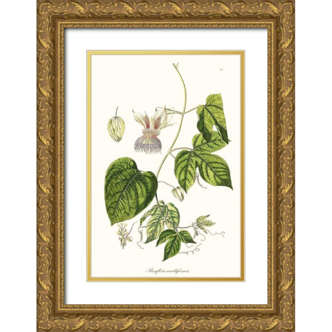Passion Flower Trio I Gold Ornate Wood Framed Art Print with Double Matting by Unknown
