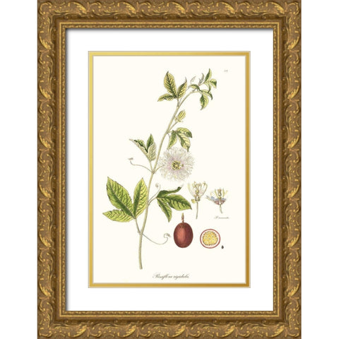 Passion Flower Trio II Gold Ornate Wood Framed Art Print with Double Matting by Unknown