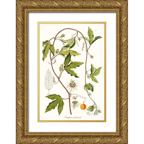 Passion Flower Trio III Gold Ornate Wood Framed Art Print with Double Matting by Unknown