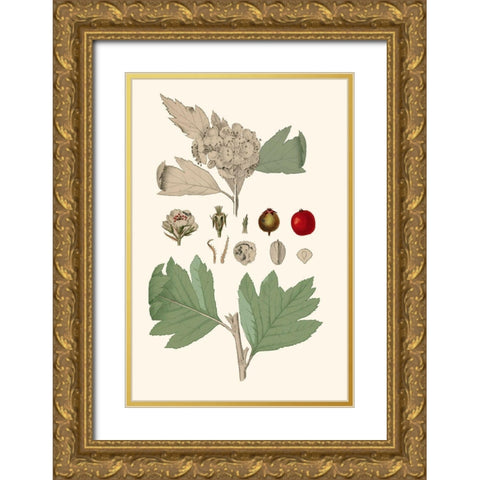 Leaves And Berries IV Gold Ornate Wood Framed Art Print with Double Matting by Vision Studio