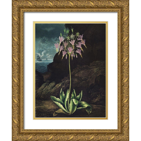 Temple of Flora II Gold Ornate Wood Framed Art Print with Double Matting by Thornton, Dr. Robert J.