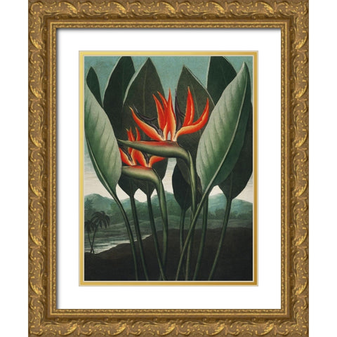 Temple of Flora IV Gold Ornate Wood Framed Art Print with Double Matting by Thornton, Dr. Robert J.