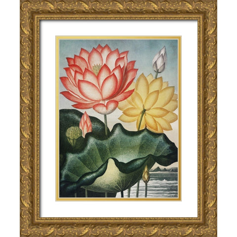Temple of Flora V Gold Ornate Wood Framed Art Print with Double Matting by Thornton, Dr. Robert J.