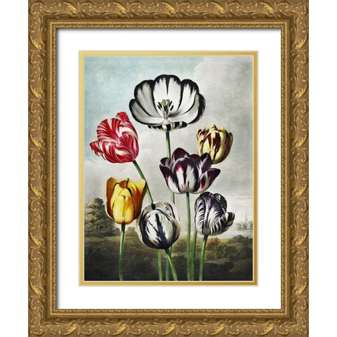 Temple of Flora VI Gold Ornate Wood Framed Art Print with Double Matting by Thornton, Dr. Robert J.