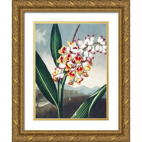 Temple of Flora VII Gold Ornate Wood Framed Art Print with Double Matting by Thornton, Dr. Robert J.