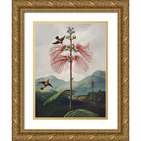 Temple of Flora VIII Gold Ornate Wood Framed Art Print with Double Matting by Thornton, Dr. Robert J.