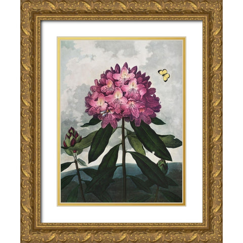 Temple of Flora X Gold Ornate Wood Framed Art Print with Double Matting by Thornton, Dr. Robert J.