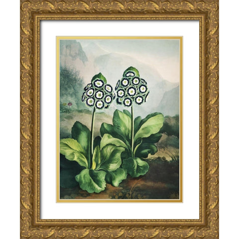 Temple of Flora XI Gold Ornate Wood Framed Art Print with Double Matting by Thornton, Dr. Robert J.