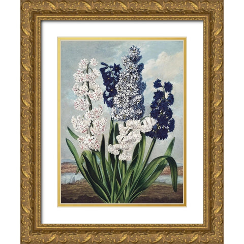 Temple of Flora XII Gold Ornate Wood Framed Art Print with Double Matting by Thornton, Dr. Robert J.