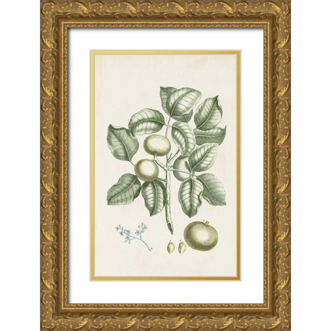 Buchoz Tropicals I Gold Ornate Wood Framed Art Print with Double Matting by Vision Studio