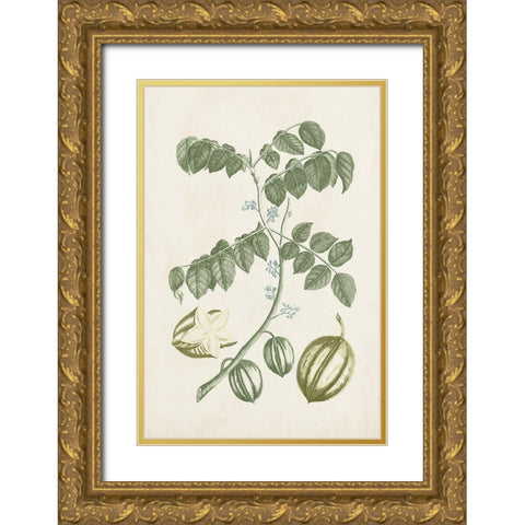Buchoz Tropicals II Gold Ornate Wood Framed Art Print with Double Matting by Vision Studio