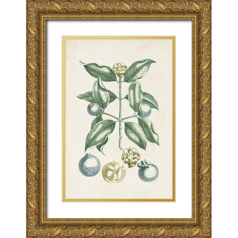 Buchoz Tropicals VII Gold Ornate Wood Framed Art Print with Double Matting by Vision Studio