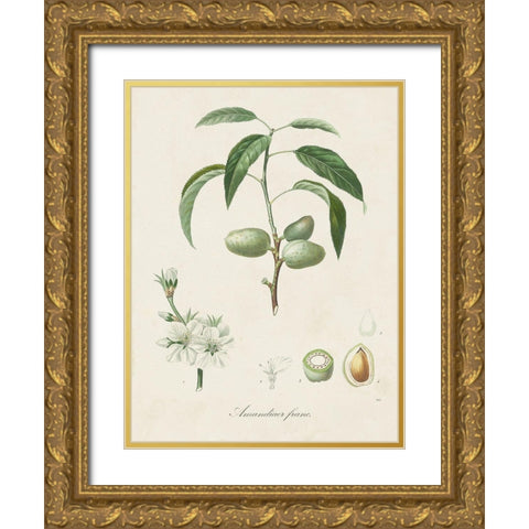 Antique Almond Botanical I Gold Ornate Wood Framed Art Print with Double Matting by de Langlois