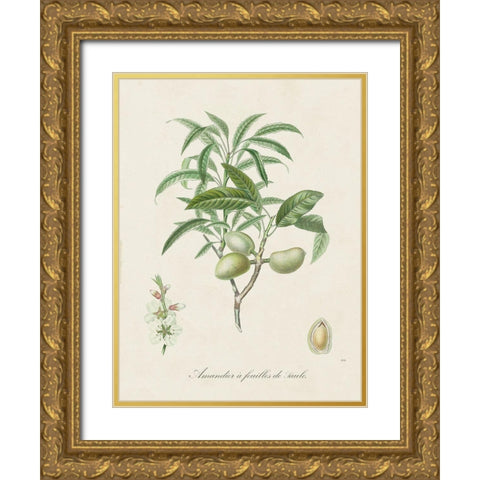 Antique Almond Botanical II Gold Ornate Wood Framed Art Print with Double Matting by de Langlois