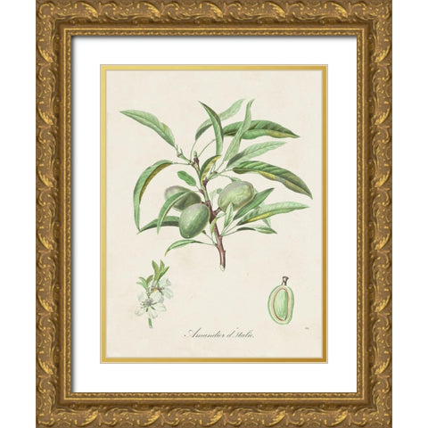 Antique Almond Botanical III Gold Ornate Wood Framed Art Print with Double Matting by de Langlois