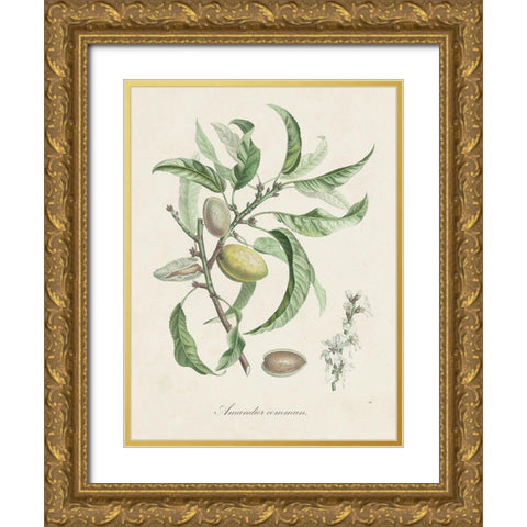 Antique Almond Botanical IV Gold Ornate Wood Framed Art Print with Double Matting by de Langlois