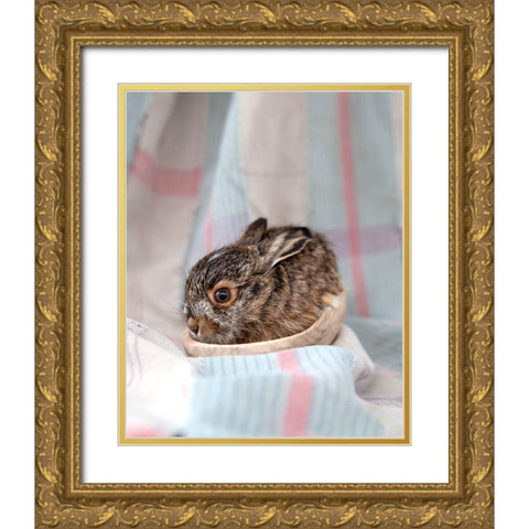Baby Rabbit III Gold Ornate Wood Framed Art Print with Double Matting by Soderman, Tania
