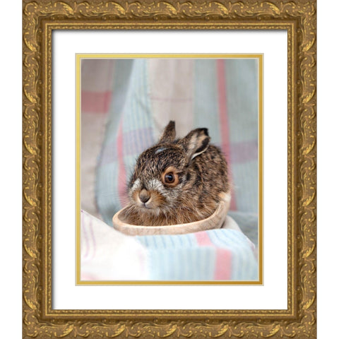 Baby Rabbit IV Gold Ornate Wood Framed Art Print with Double Matting by Soderman, Tania