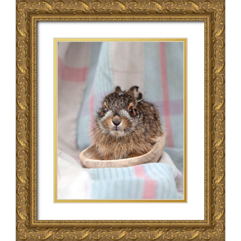 Baby Rabbit V Gold Ornate Wood Framed Art Print with Double Matting by Soderman, Tania