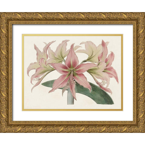 Amaryllis Varietals I Gold Ornate Wood Framed Art Print with Double Matting by Ridgeway