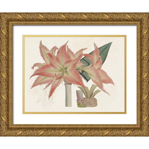 Amaryllis Varietals III Gold Ornate Wood Framed Art Print with Double Matting by Ridgeway