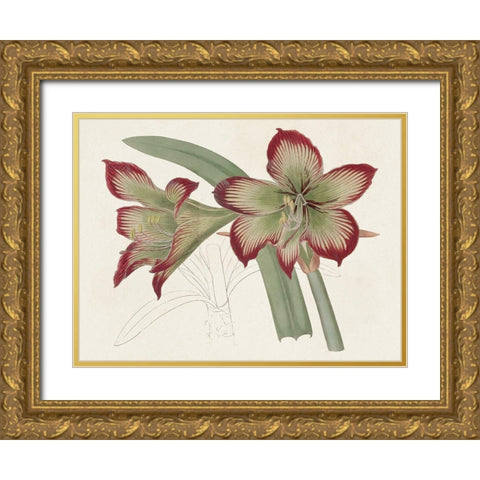 Amaryllis Varietals IV Gold Ornate Wood Framed Art Print with Double Matting by Ridgeway
