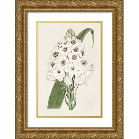 Flore Albo II Gold Ornate Wood Framed Art Print with Double Matting by Ridgeway
