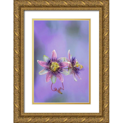 Exotic Flower Burst II Gold Ornate Wood Framed Art Print with Double Matting by PHBurchett