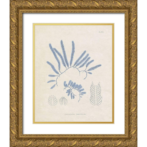Blue Marine Algae II Gold Ornate Wood Framed Art Print with Double Matting by Vision Studio