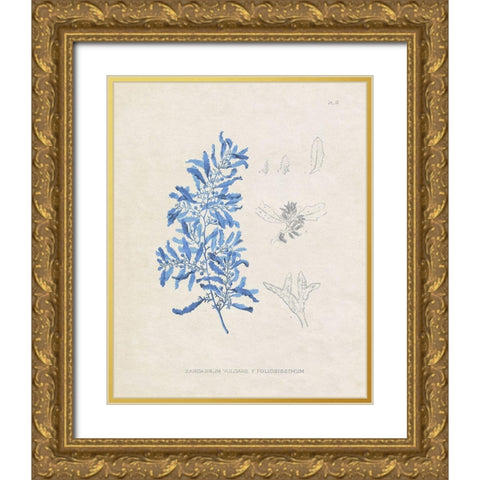 Blue Marine Algae VI Gold Ornate Wood Framed Art Print with Double Matting by Vision Studio