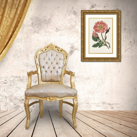 Pink Floral Mix IX Gold Ornate Wood Framed Art Print with Double Matting by Ridgeway