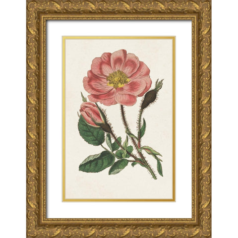 Pink Floral Mix IX Gold Ornate Wood Framed Art Print with Double Matting by Ridgeway