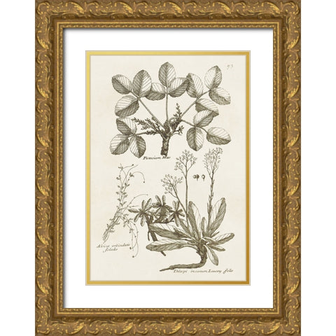 Sepia Botanical Journal VI Gold Ornate Wood Framed Art Print with Double Matting by Vision Studio
