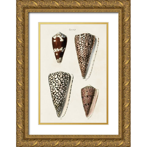 Cone Shell Collection I Gold Ornate Wood Framed Art Print with Double Matting by Unknown
