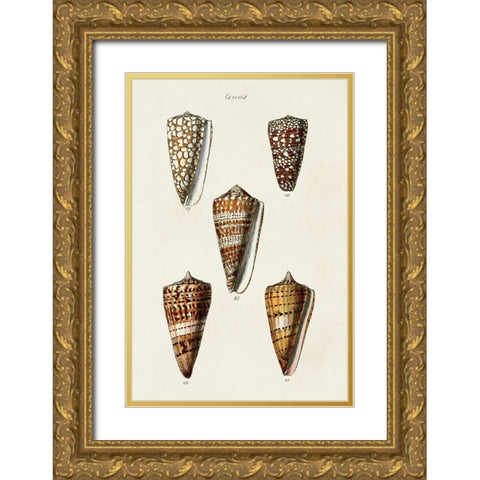 Cone Shell Collection II Gold Ornate Wood Framed Art Print with Double Matting by Unknown