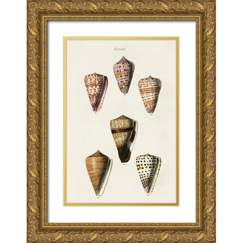 Cone Shell Collection IV Gold Ornate Wood Framed Art Print with Double Matting by Unknown